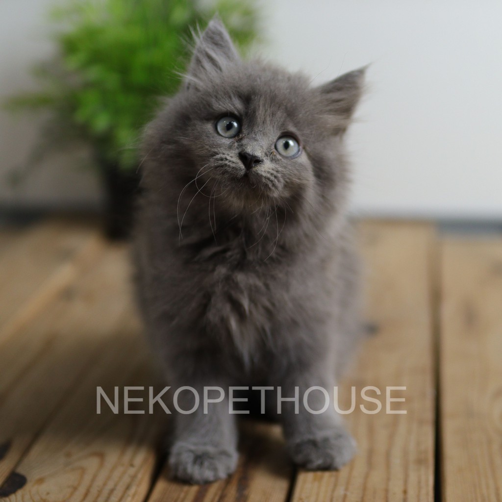 Kucing Kitten Persia Longhair Jantan / Betina 2.5 Bulan