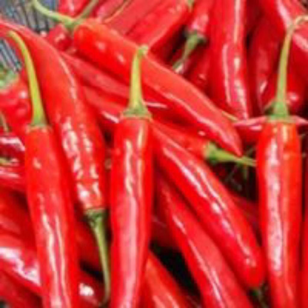 500 Benih/Biji Cabe/cabai Merah Besar Hibrida Tanjung2 benih super siap tanam