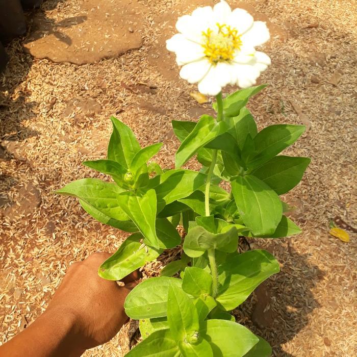 Tanaman Bunga Zinnia / Kembang Kertas / bunga kertas