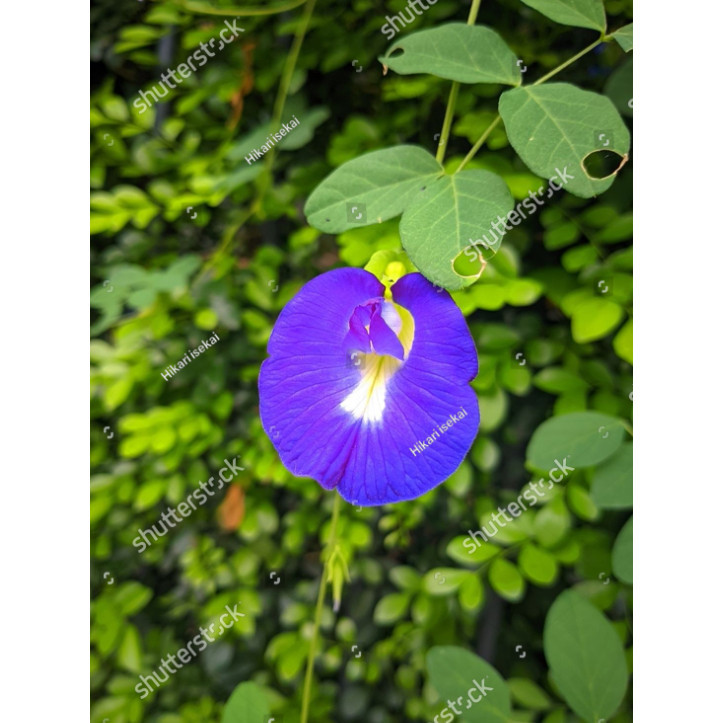 Bibit Biji bibit bunga telang biru bunga telang UNGU