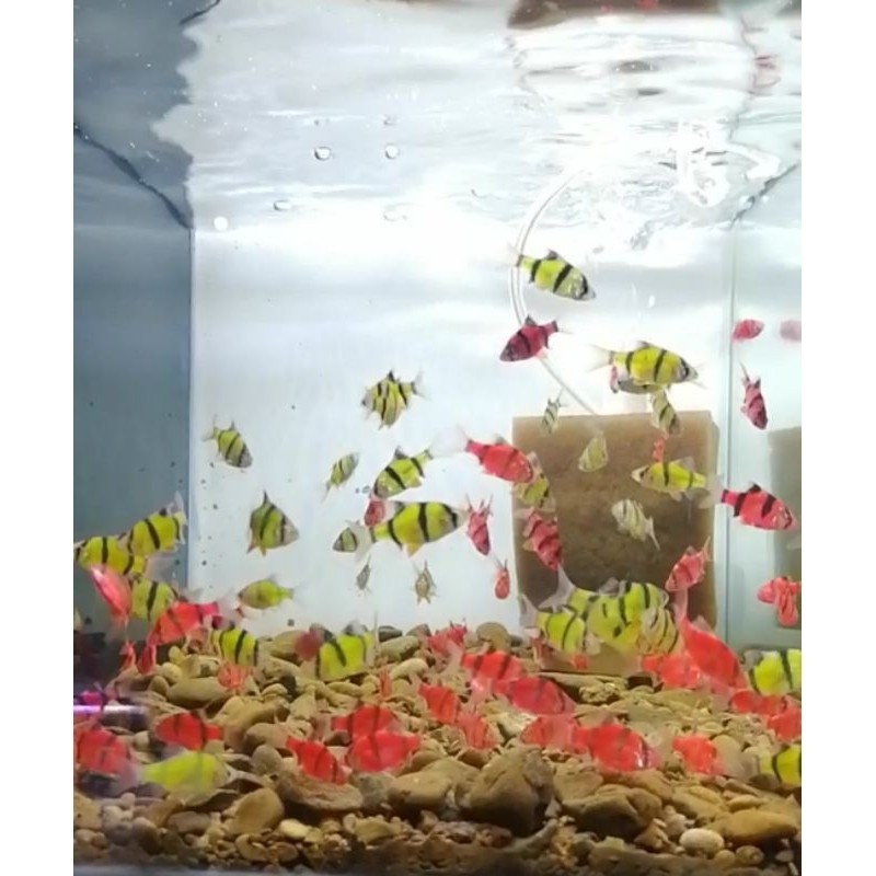 sumatra tiger glofish ISI 10 warna hijau biru