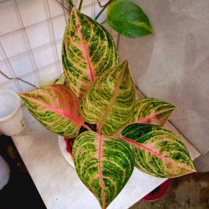 Tanaman hias aglonema ayundini bibit//anakan aglonema