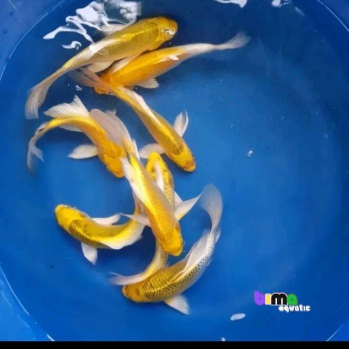 ikan koi ogon metalik kuning slayer kumpay size 15-18cm bergaransi seindonesia berkualitas