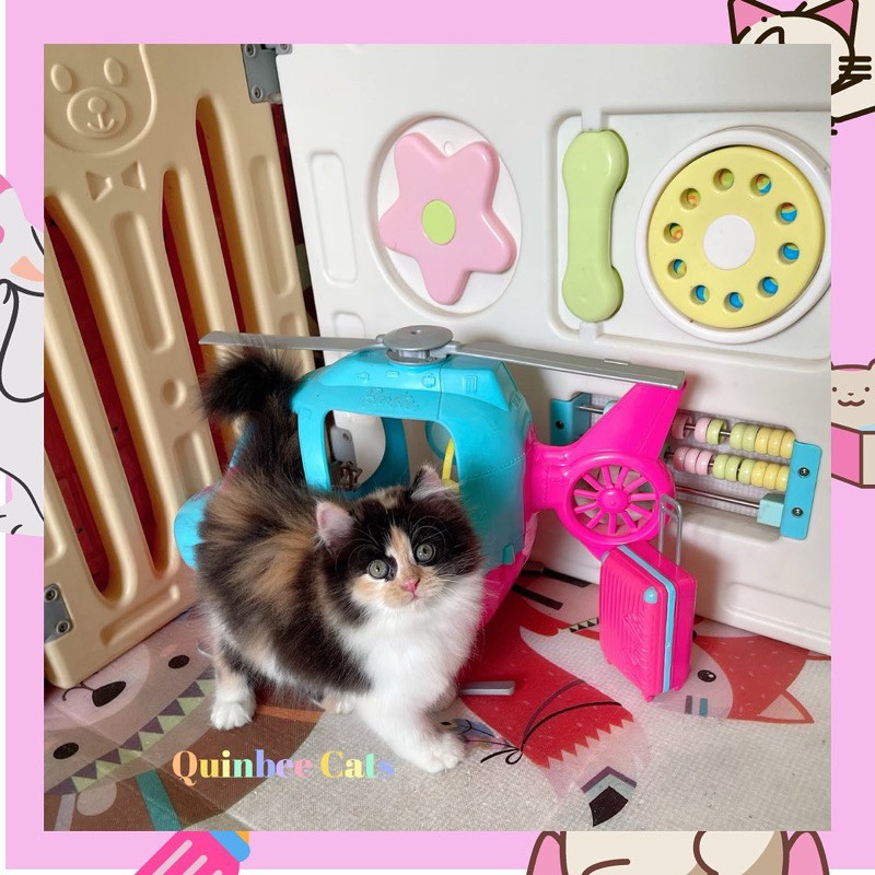 kucing Persia Flatnose calico betina