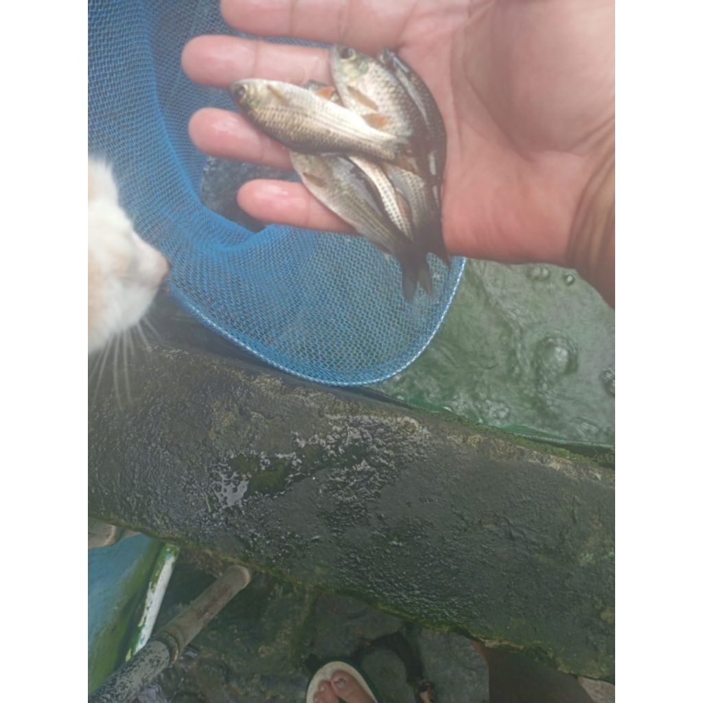 bibit ikan Nilem Ukuran  9 -12  cm per ekor