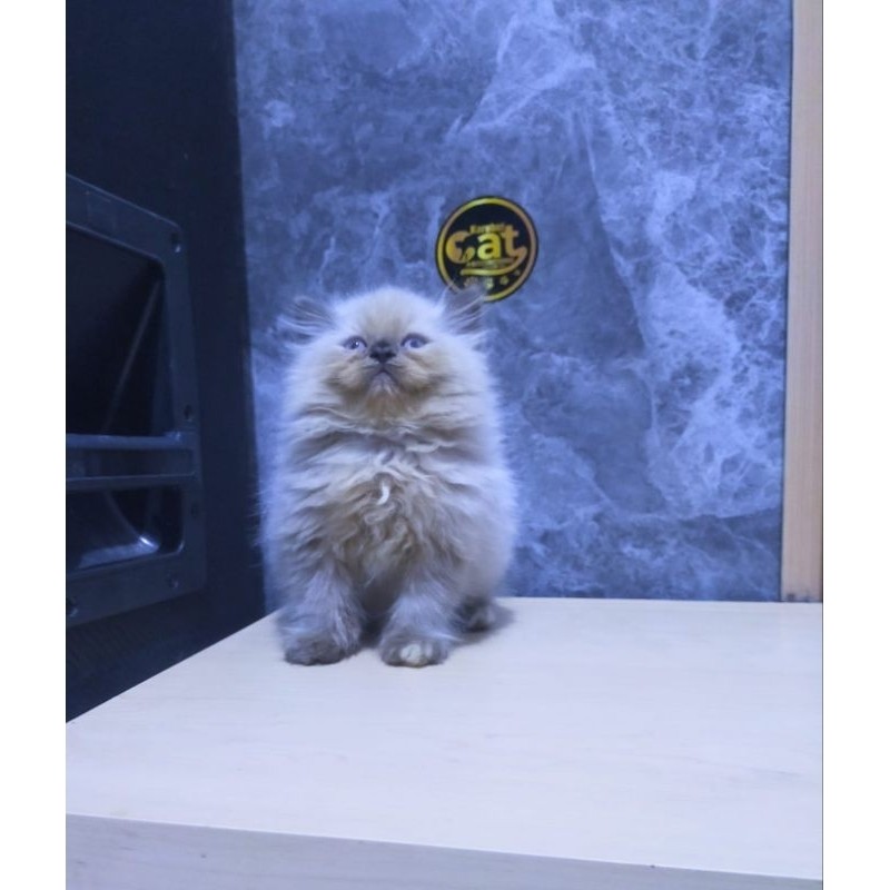 kucing persia Himalaya muchkin super