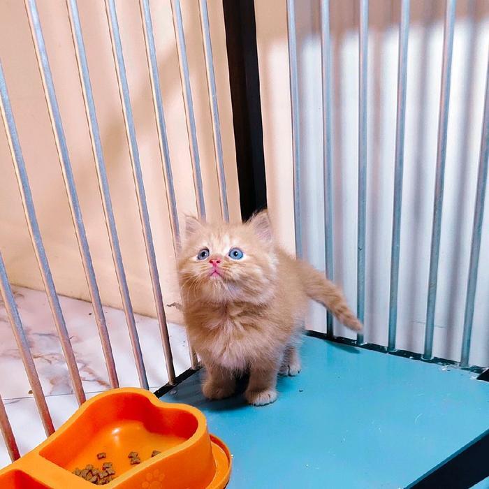 kucing persia muchkin lucu