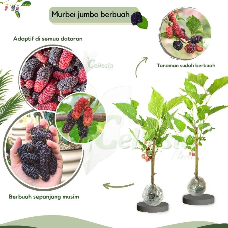 Bibit Tanaman Buah Murbei / Mulberry Jumbo Cangkok (Sudah Berbuah)