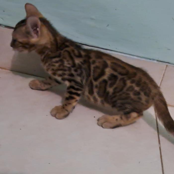 kucing bengal kitten good quality