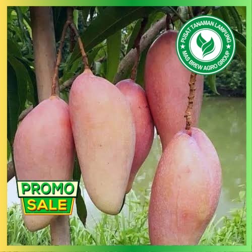 Bibit mangga okulasi  mangga red ivory okulasi cepat berbuah
