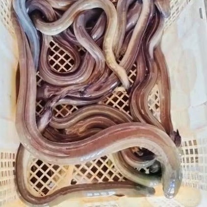 ikan sidat jumbo hidup ukuran 1 kg up