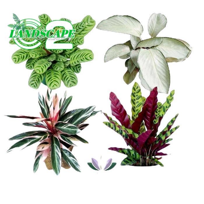 Paket 4 Tanaman Hias Bunga Calathea Bulu Ayam - Calathea Silver - Calathea Multicolor - calathea sep