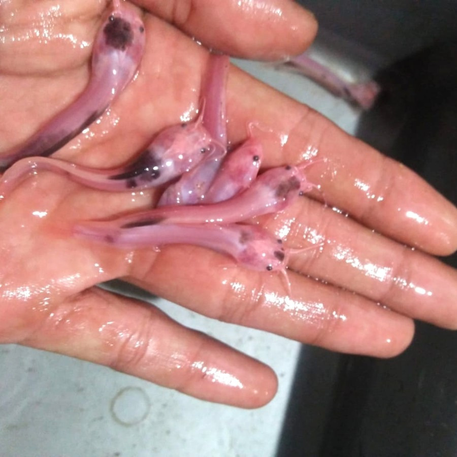 Lele Sapi Totol ISI 4 Belang Mini / Clarias Catfish - Ikan Hias Aquarium Kolam