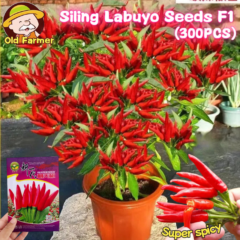 Fresh Red Hot Chili Pepper biji Siling Labuyo benih (High Germination,50pcs) Organic Super Hot Peppe