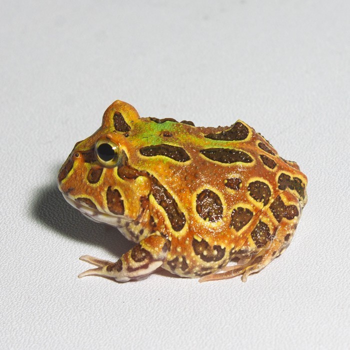 Katak Pacman / Pacman Frog / Kodok Pacman / Kodok Hias / Brown Green Albino Strawberry Sunburst Size