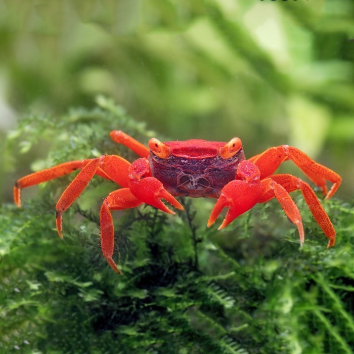Kepiting Tomato Vampire Crab Geosesarma Sp / Red Tomato / Kepiting Merah / Vampire Crab