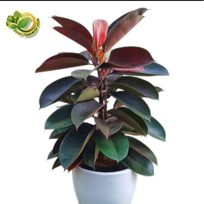 hiasan rumah minimalis tanaman artificial karet kebo merah pothos palsu