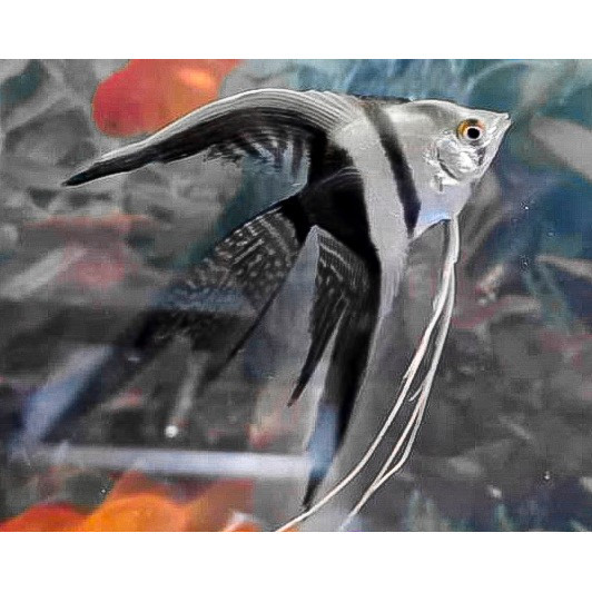 Manfish BW Black White / Angel FIsh / Ikan Hias Aquascape / Air Tawar