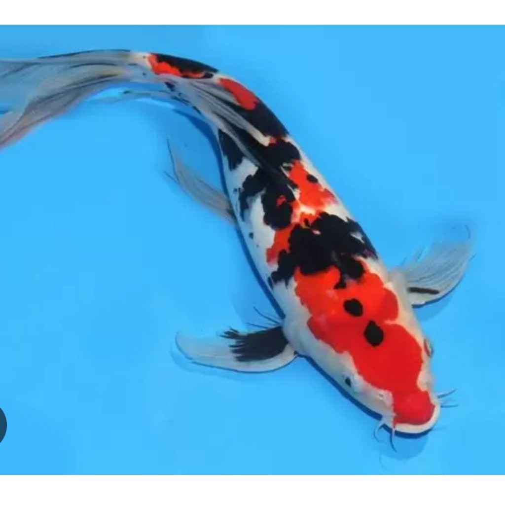 Hiasan aquarium koi kohaku sanke kumpay sleyer ukuran12 -15cm