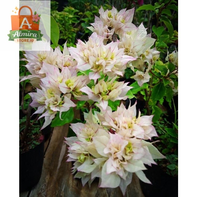 Bougenville Hawai Putih, Bougenville Cherry Blossom