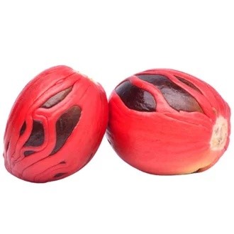 BIBIT PALA SUPER 20 BIJI