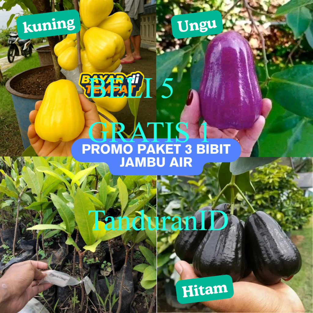 PROMO Paket 3 Bibit Jambu Air Madu Kuning, Jambu Air Citra Ungu, Jambu Air Hitam Black Guava Super