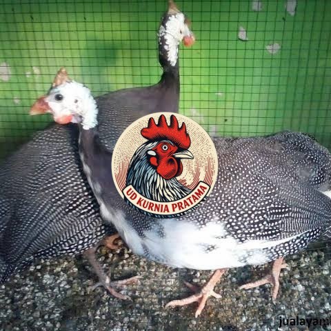 Telur ayam mutiara hias siap ditetaskan - ayam mutiara UD KURNIA PRATAMA