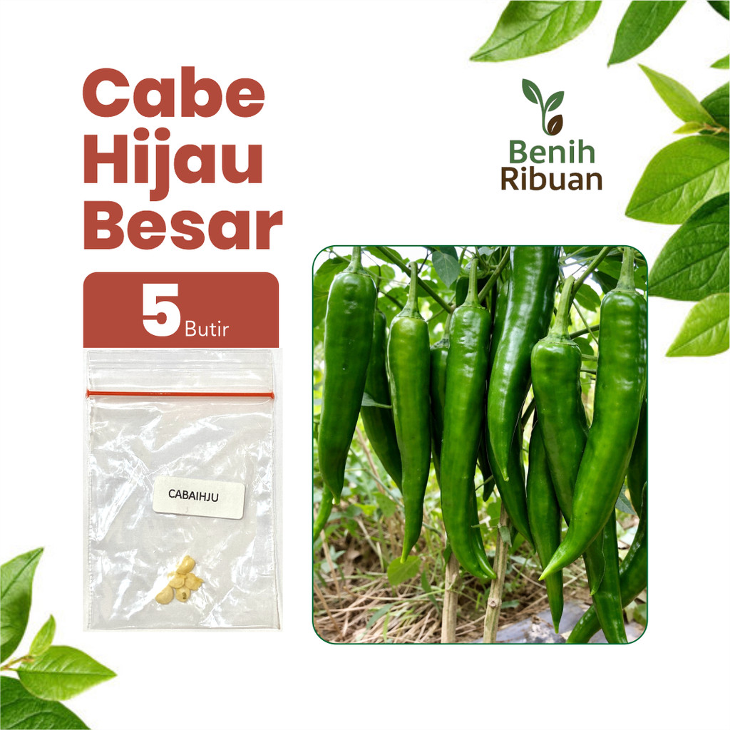 BENIH RIBUAN - Benih Cabai Hijau Besar Unggul, Bibit Cabai Hhijau Besar Super Bibit Cabe Pedas
