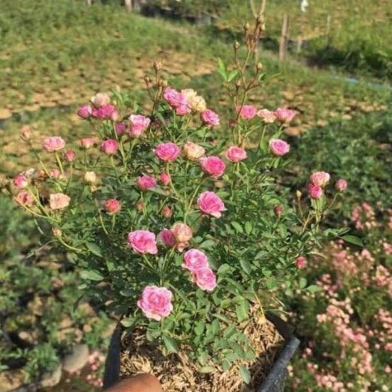 Bibit Bunga Babyrose / Mawar Mini Sudah Berbunga