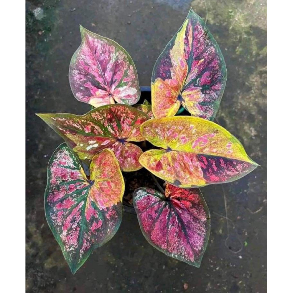 umbi Caladium bercak thailand keladi thailand cantik hias tanaman keladi bibit