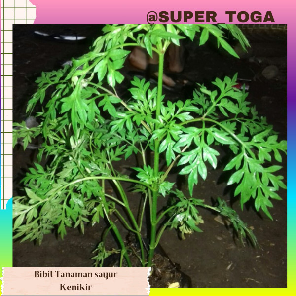 Paket murah 2 bibit kenikir sayur tanaman sayur lalapan bibit tanaman herbal