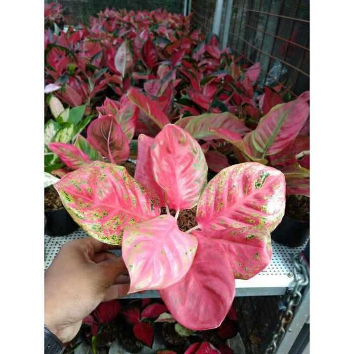 Tanaman hias aglonema WULANDARI//Baby aglonema Wulandari