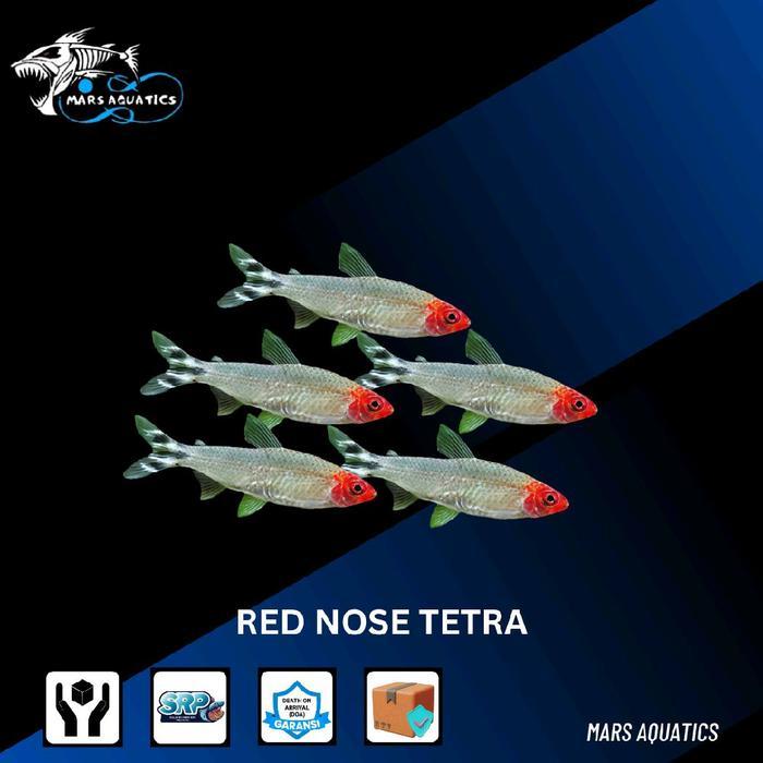 IKAN RED NOSE TETRA IKAN HIAS IKAN AQUASCAPE