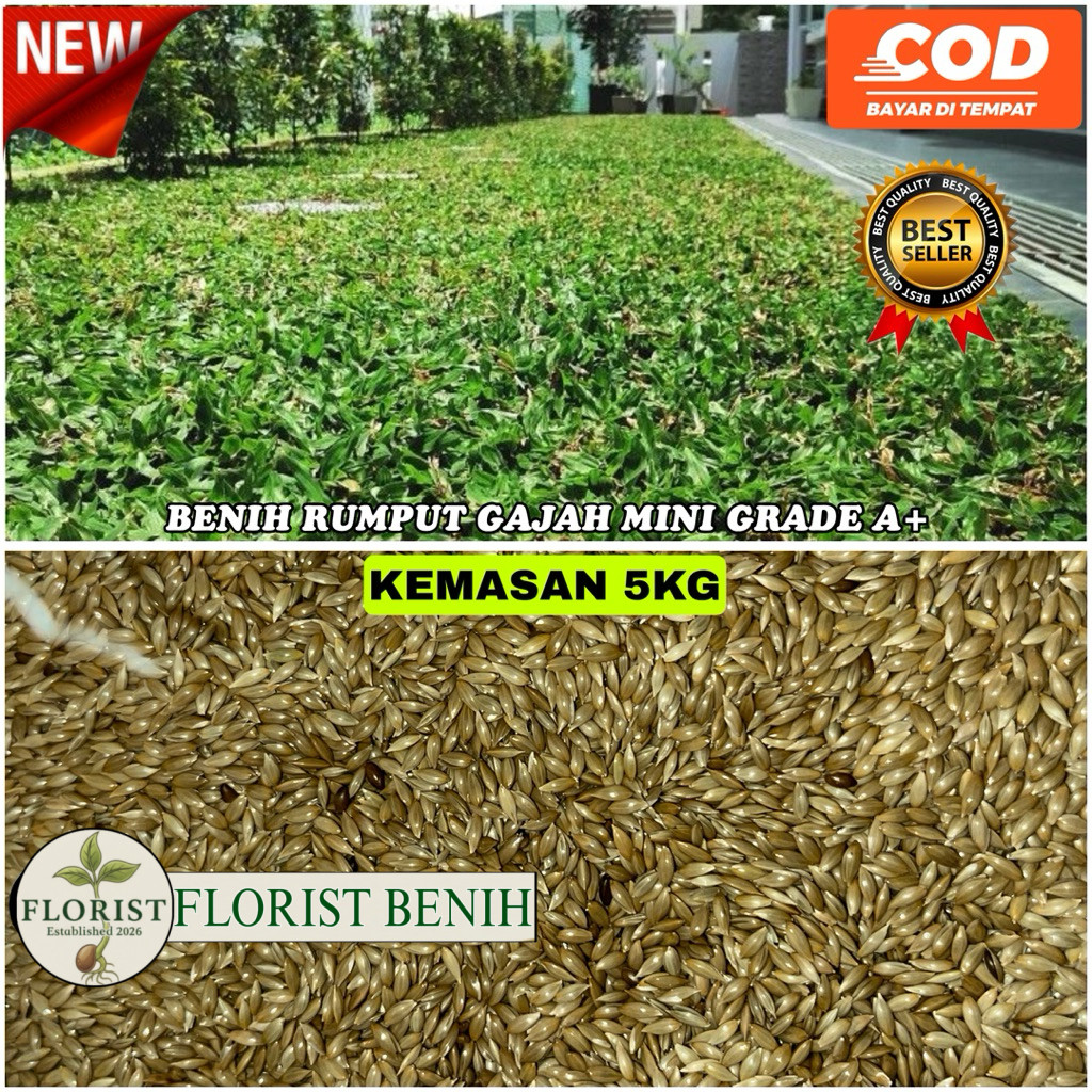 Benih rumput gajah mini kualitas terbaik kemasan 5KG - rumput untuk taman - rumput gajah mini