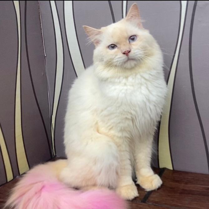 Kucing persia Jantan bigbone