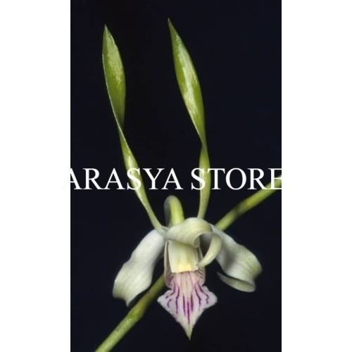 anggrek dendrobium antennatum antenatum dewasa jungle dewasa