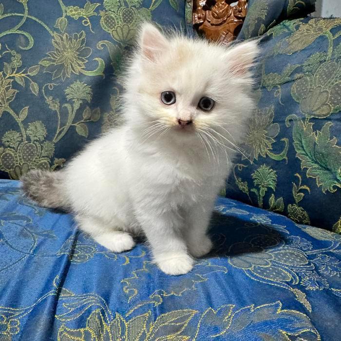 Ragdoll Kitten Blue eyes jantan betina