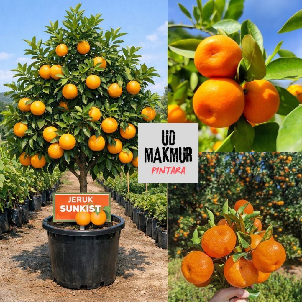 Bibit Jeruk Sunkist - Jeruk Sunkish Super Manis Siap Ditanam