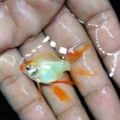 Sumatera Albino Balon / Sumatra Albino Tiger Barb / Ikan Hias