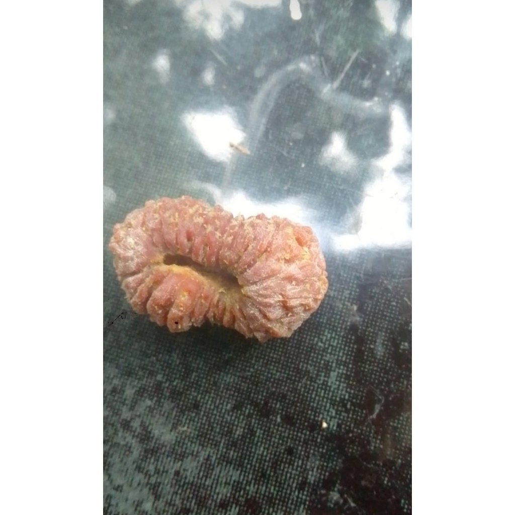 Rudraksha Mukhi 17 Jenittri Garis 17
