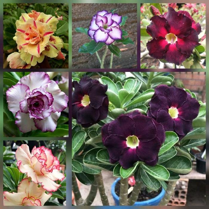 paket 6 adenium - bibit adenium - pohon adenium - kamboja jepang - pohon kamboja jepang Bunga Tanama