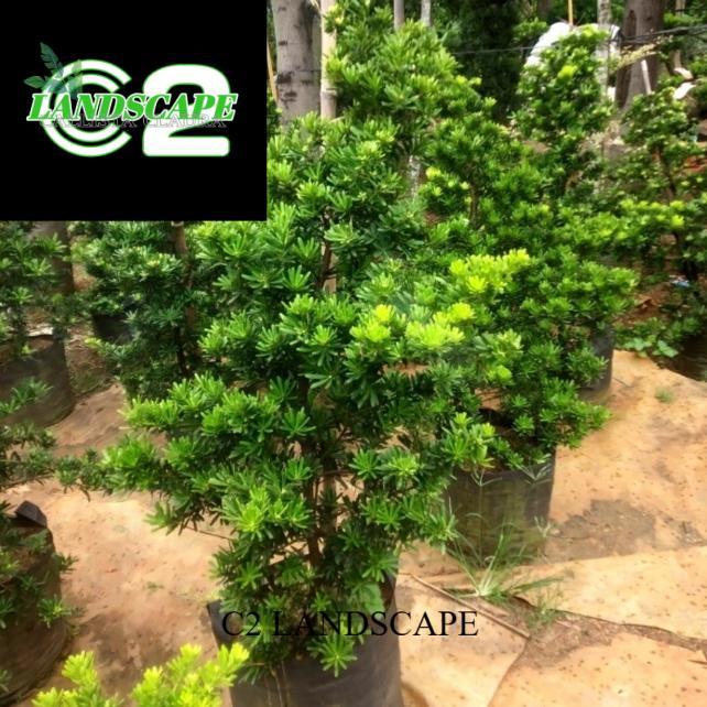 tanaman lohansung cincuan ori tinggi 1 meter