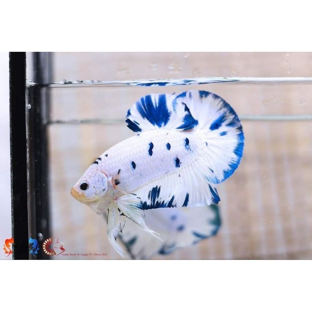 Cupang Plakat BlueRim Blue Panda Male Kualitas HIASAN AKUARIUM