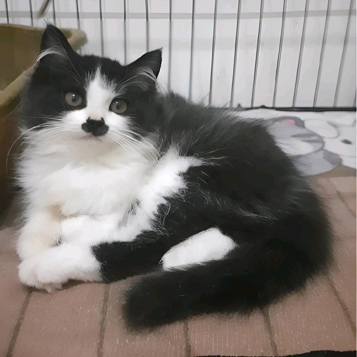 Kucing persia betina usia 2,5 bulan