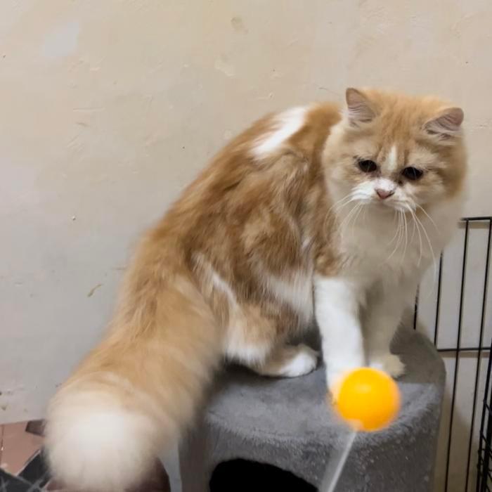 kucing persia flatnose betina