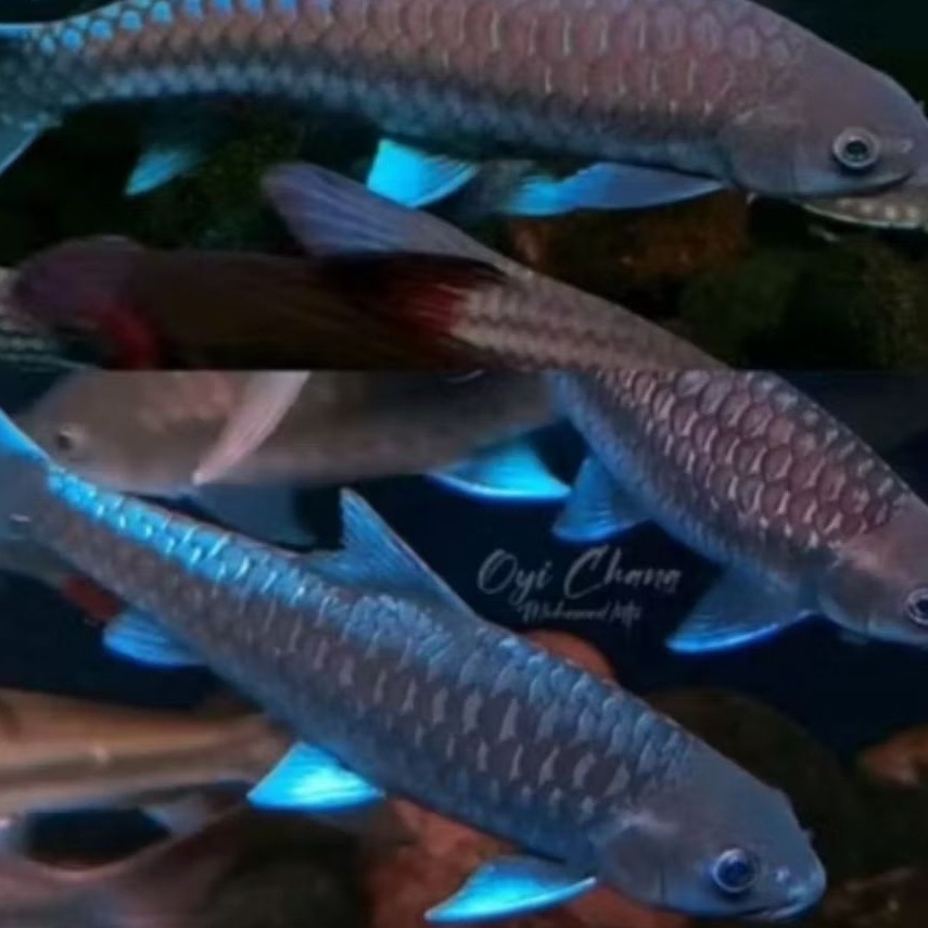 Blue Mahseer tor tombroides 7-8 cm  maser dewa omtekfarm