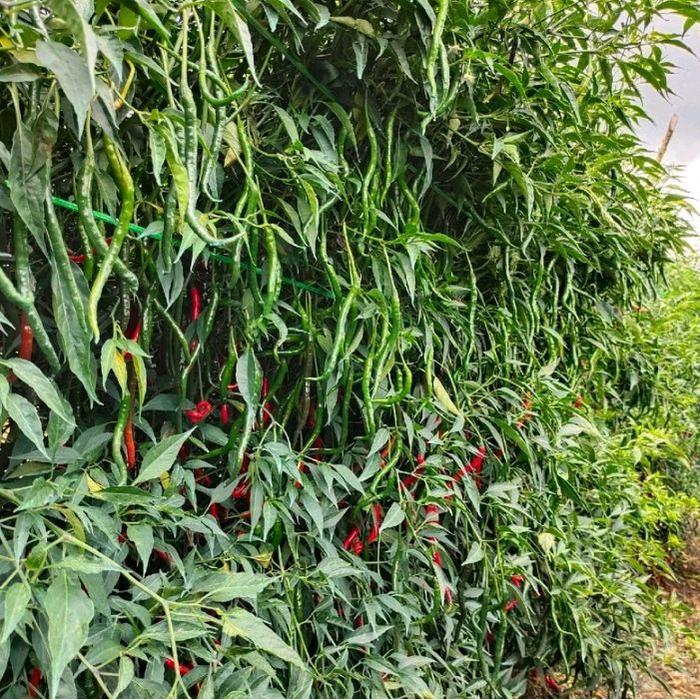 Promo Terlaris 2.000 butir - 12 gram Benih Cabai Lokal Siboras  - Bibit Unggul Cabe LokalOri