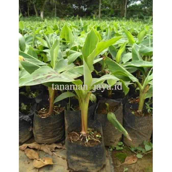Bibit Pisang Cavendish Giant F17 Termurah (3pcs)