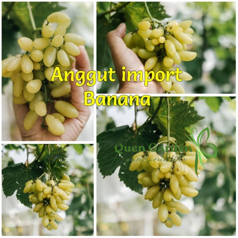 Bibit anggur Banana