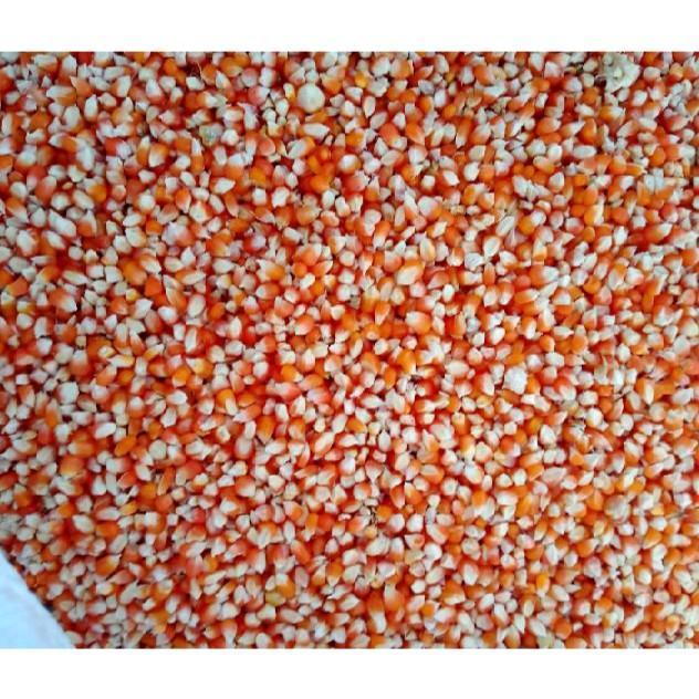 Jagung Pakan Ayam Jagung Merpati 1kg murah - 1000